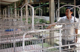 Ngành Chăn nuôi lao đao vì giá thức ăn tăng - Bài 1: Ao không, chuồng trống